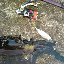 アジでイカ釣る